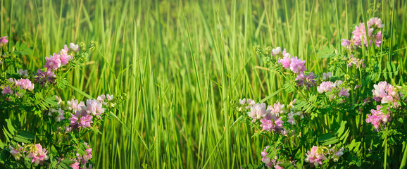 Wild flowers of summer meadow. Nature background.