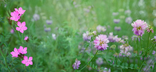 Obraz na płótnie Canvas Wild flowers of summer meadow. Nature background.