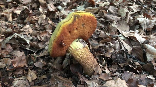 Maronenr&ouml;hrling im Wald