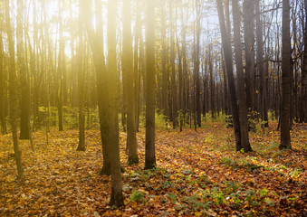 Fototapeta premium Forest at cold sunny autumn day