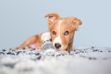 A cute red and white mixed breed puppy with a mischievous expression, lying on a rug with a ball