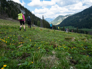 Group of hikers on an alpine pasture with yellow flowers