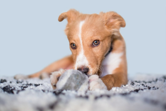 A Cute Red And White Mixed Breed Puppy With A Mischievous Expression, Lying On A Rug With A Ball