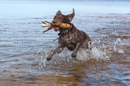 Dynamic portrait of a dog breed Drathaar German Wirehaired pointer running through the water in a spray of water in the sun