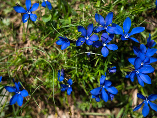 beautiful, bright blue spring gentian