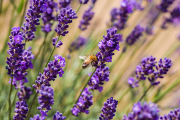 Soft focus on lavender flower, beautiful lavender flower