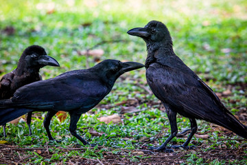 Fototapeta premium group of black raven crow bird on green grass field