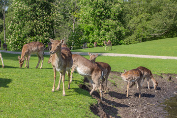 Naklejka na ściany i meble Herd of deer grazing on green meadow