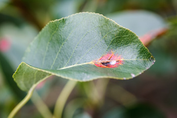 A close-up of a green leaf with damage in a garden