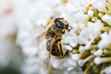 A bee sitting on top of white flowers