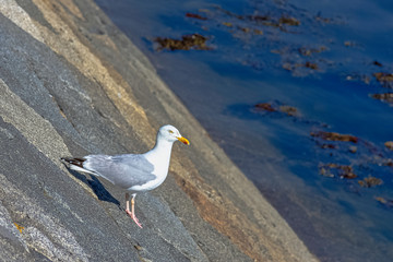 European herring gull (Larus argentatus) - Saint-Malo, Brittany, France