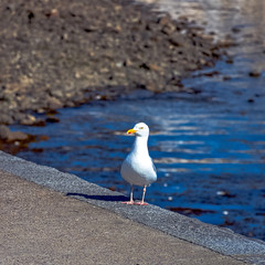 European herring gull (Larus argentatus) - Saint-Malo, Brittany, France