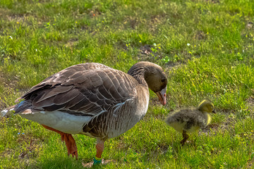 Wild greylag goose family (Anser anser) in French park