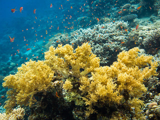Fototapeta na wymiar Colourful marine life in Red Sea, Egypt, Dahab