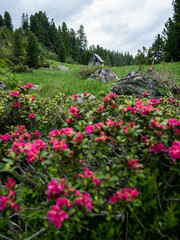 Beautifully blooming alpenrose in idyllic landscape