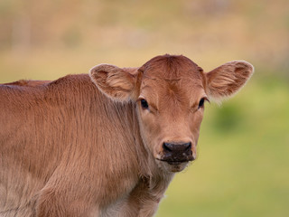 Calf in the field of a village in Spain on a summer day