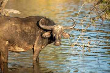Obraz premium Cape Buffalo in and around watering holes. 