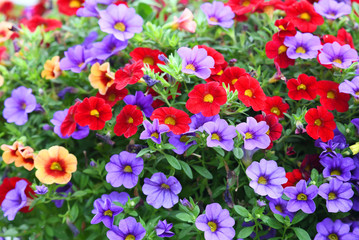 colorful petunia flower blooming in summer