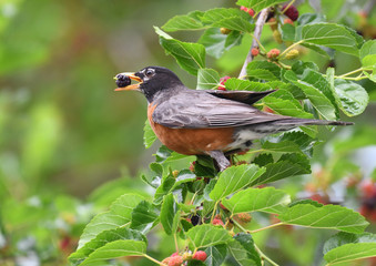 robin bird eating mulberry fruit on the tree