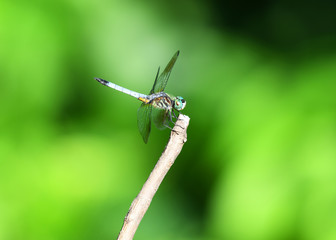 dragonfly stop on the branch