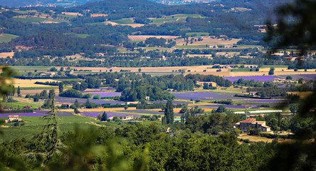 Fields of lavender in Provence, France. 