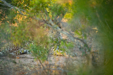 Young male leopard staring at the camera through the bushes.