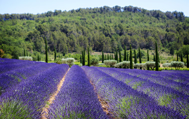 Naklejka na ściany i meble Fields of lavender in Provence, France. 