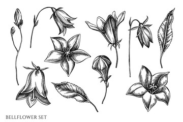 Vector set of hand drawn black and white bellflower