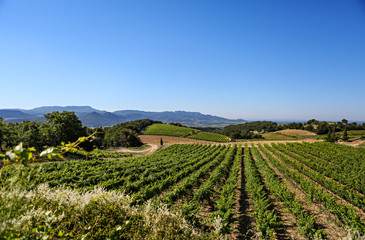 Fototapeta na wymiar View of a vineyard in Provence, France. 