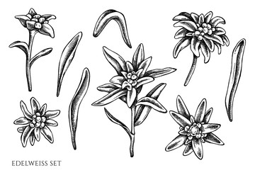 Vector set of hand drawn black and white edelweiss