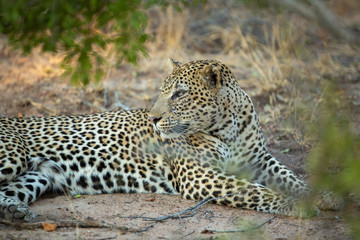 Fototapeta na wymiar Young Male leopard in the afternoon light of winter.