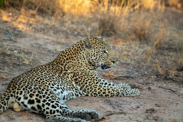 Young Male leopard in the afternoon light of winter.