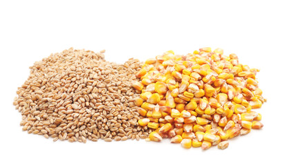 Grain wheat and corn.