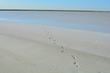 Tracks
