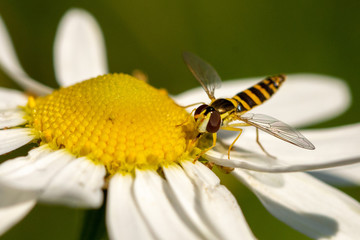 Macro of the hoverfly, flower fly, syrphid fly in camomile flower