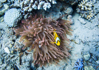 Fototapeta na wymiar Ocellaris clownfish. Colourful marine life in Red Sea, Egypt, Dahab.