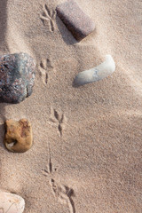 Fototapeta na wymiar Birds footprints on sand beach in sunny day.