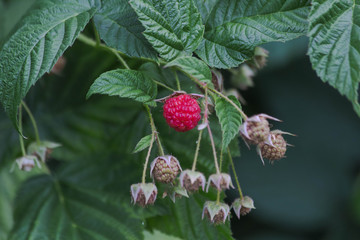 bush with red ripe raspberries