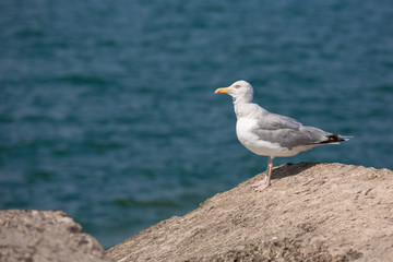 Close up view of white birds seagulls on the beach against natural blue water background. Copy space