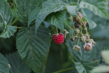 bush with red ripe raspberries