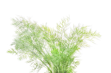 Bunch of green dill.