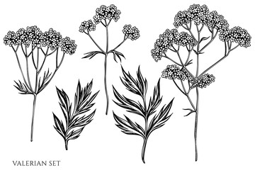 Vector set of hand drawn black and white valerian