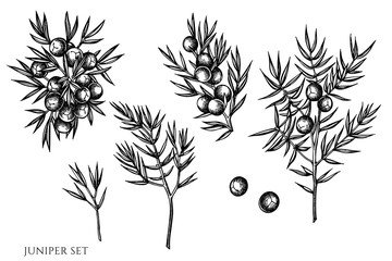 Vector set of hand drawn black and white juniper - obrazy, fototapety, plakaty