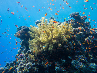 Plakat Colourful marine life in Red Sea, Egypt, Dahab