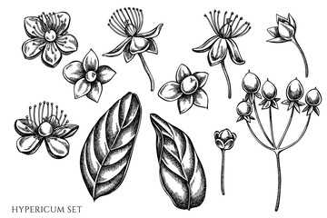 Vector set of hand drawn black and white hypericum