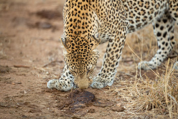 Young Male leopard in the afternoon light of winter.