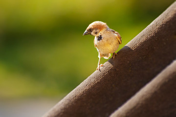 sparrow on a roof