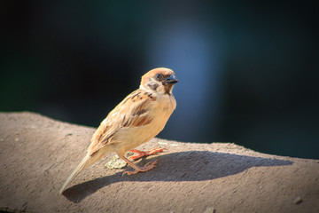 sparrow on a roof