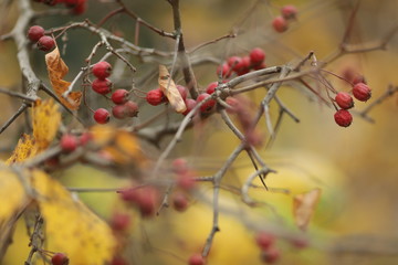 red berries at autumn