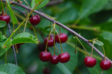 branch with red ripe cherry